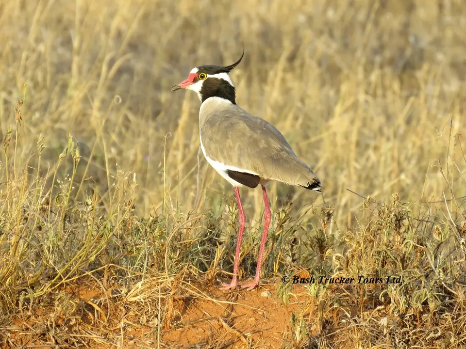 BlackheadedPlover1.jpg