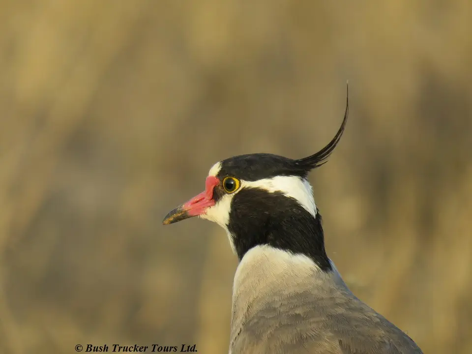 BlackheadedPlover2.jpg