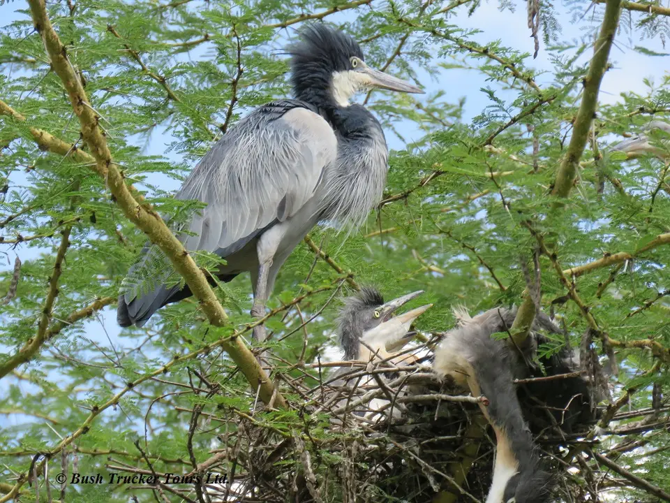 Blackheadedheron1.jpg