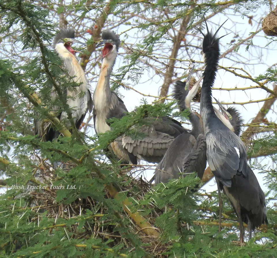 Blackheadedheron2.jpg