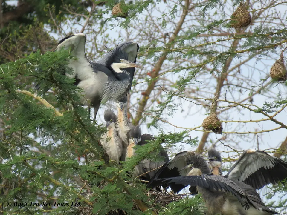 Blackheadedheron3.jpg