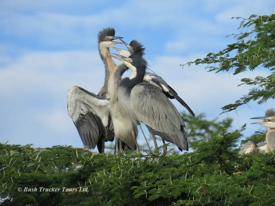 Blackheadedheron4.jpg