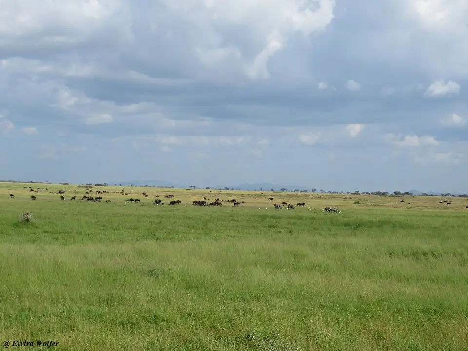 BlickindieSerengeti.jpg