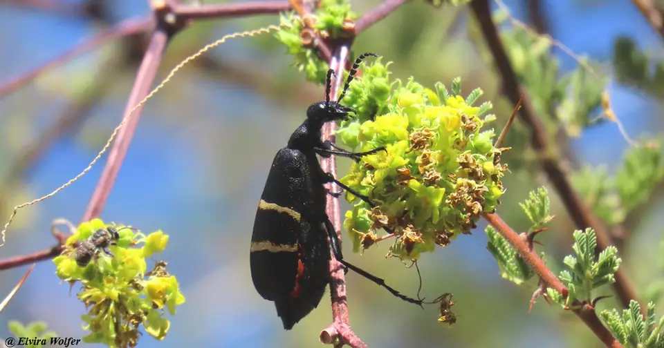 BlisterBeetle1.jpg