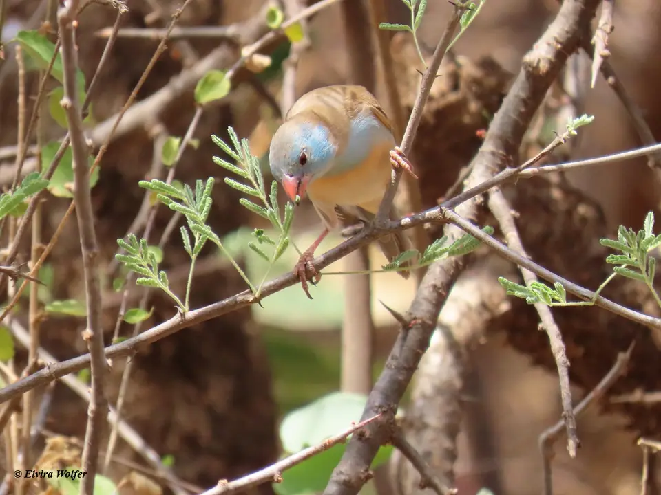 Blue-cappedCordon-Bleufemale1.jpg