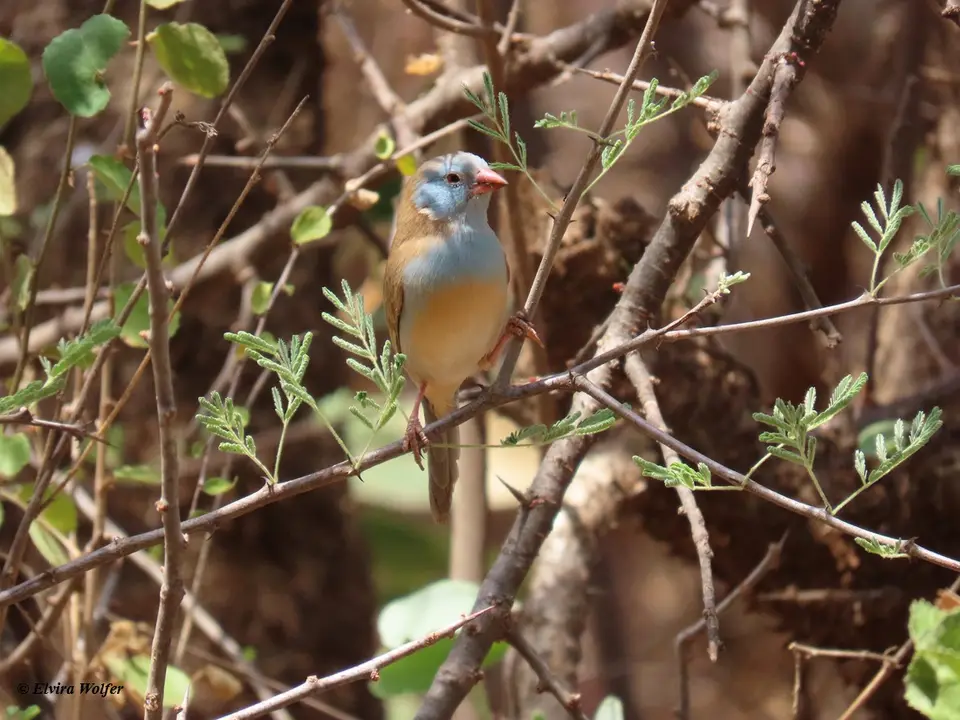 Blue-cappedCordon-Bleufemale2.jpg