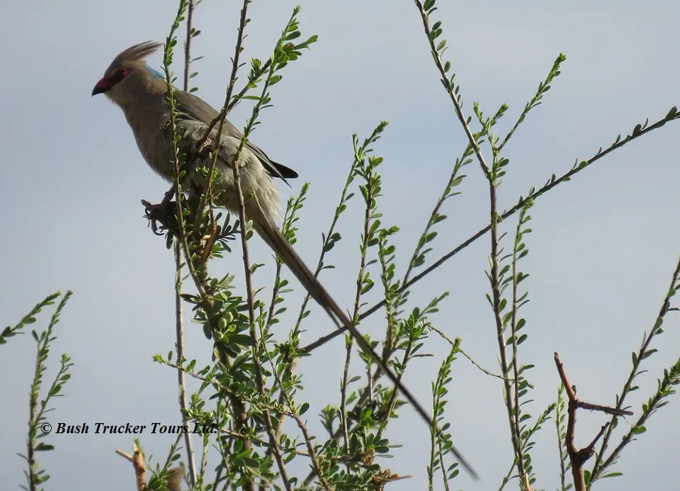 Blue-napedMousebird.jpg