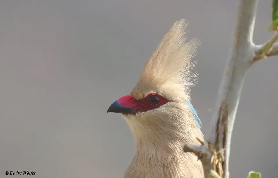 Blue-napedmousebirdportrait.jpg