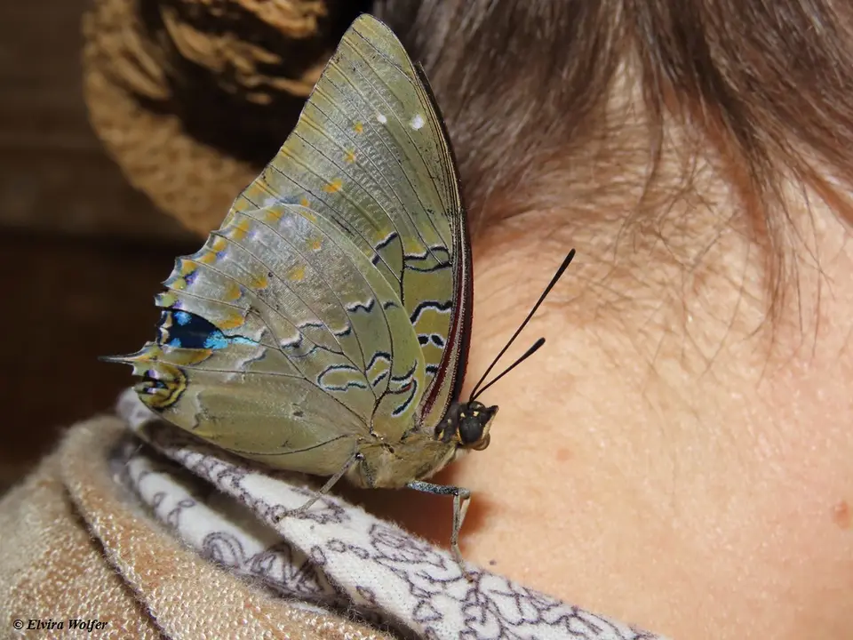 Blue-spottedCharaxesclosed.jpg