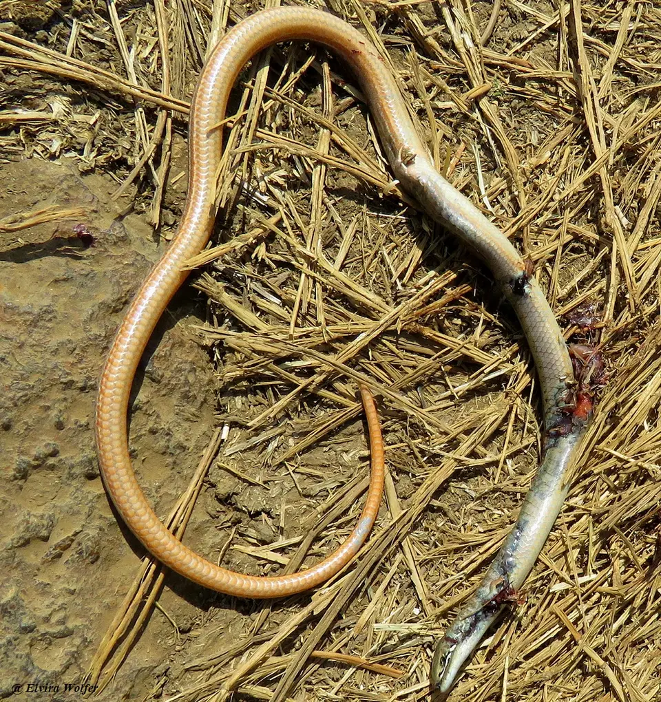 Blue-tailedsnake-eyedSkink.jpg