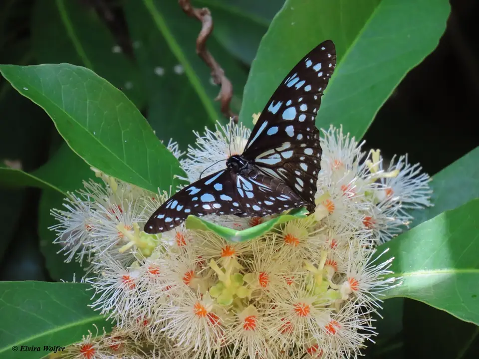 BlueMonarch.jpg