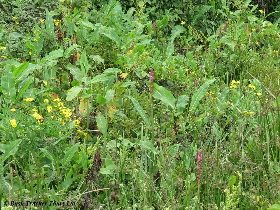 Blumen.jpg