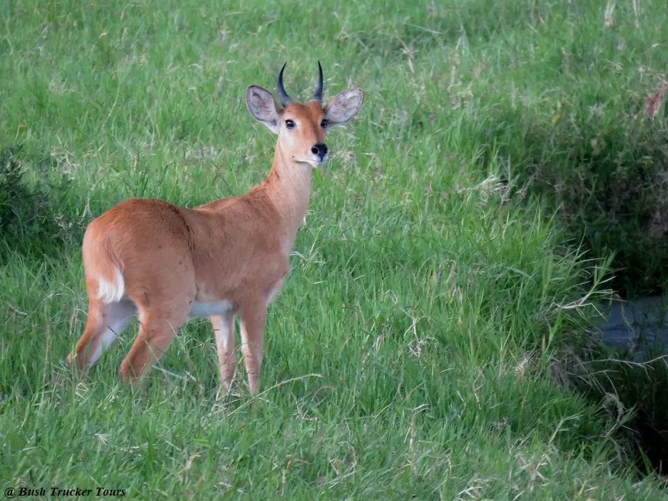 BohorReedbuck.jpg