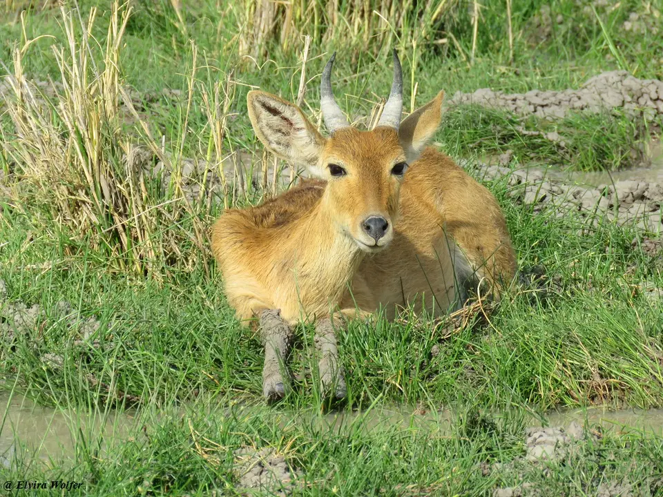 BohorRiedbuck.jpg