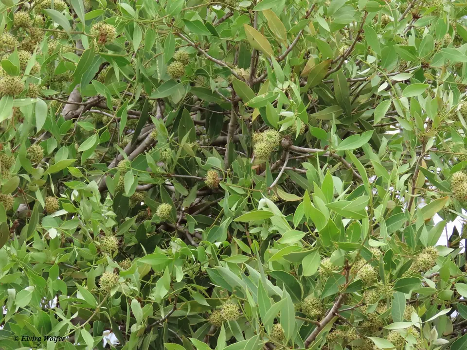 Bosciacoriaceae.jpg