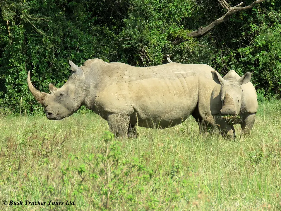 Breitmaulnashorn2.jpg