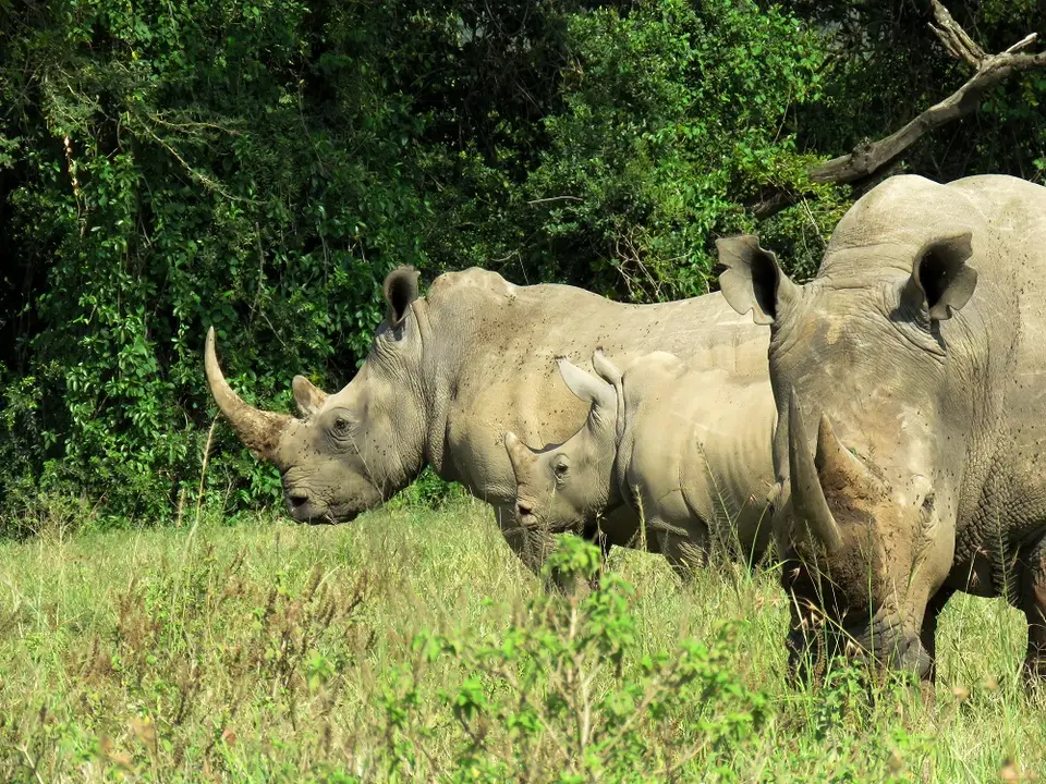 Breitmaulnashorn3.jpg