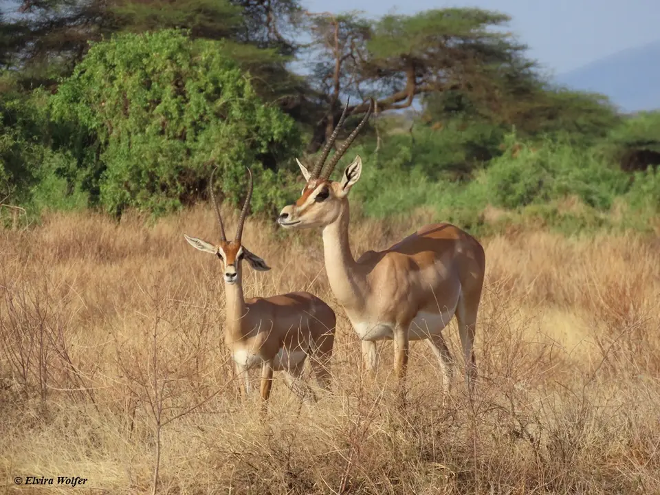 Bright'sGazelle1-2.jpg
