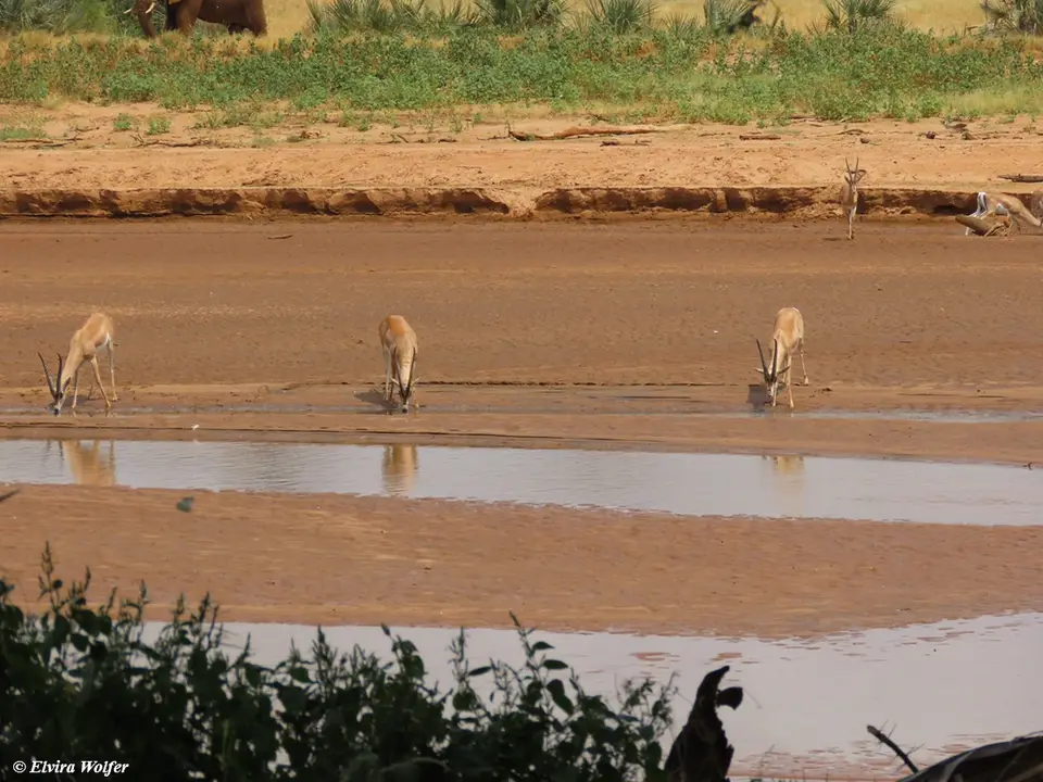 Bright'sGazelle1.jpg
