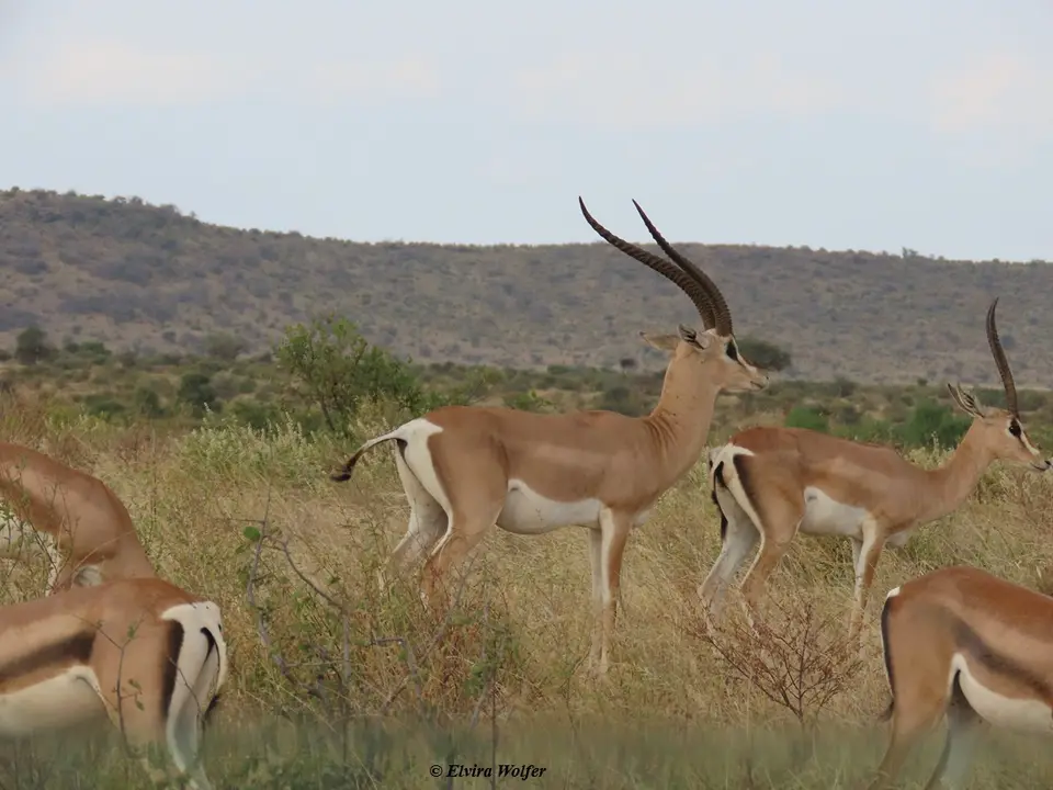 Bright'sGazelle3.jpg