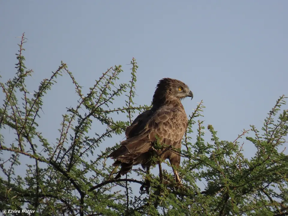 BrownSnake-Eagle.jpg