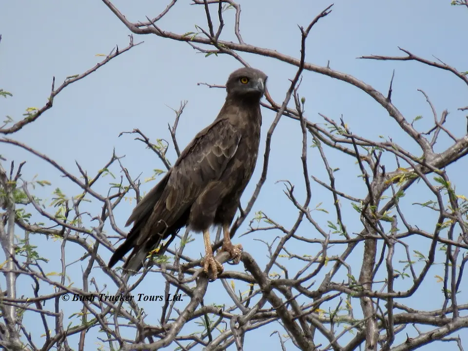 BrownSnakeEagle.jpg