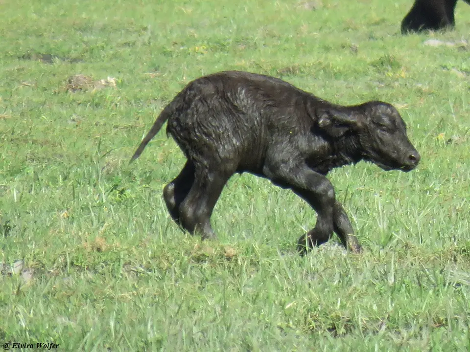 Bueffelkalb1.jpg