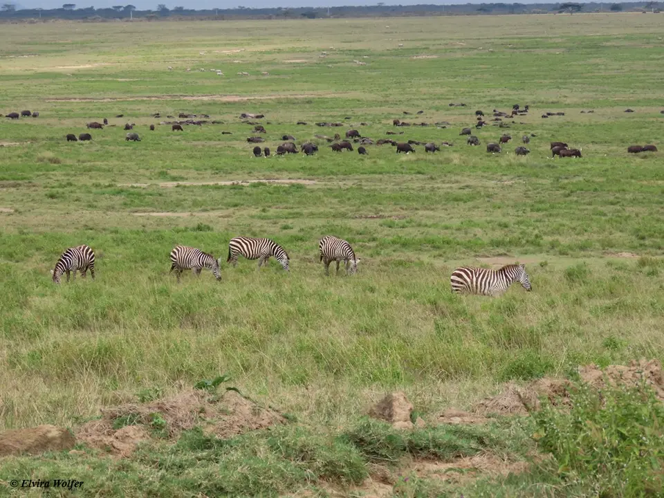 BueffelundZebras.jpg