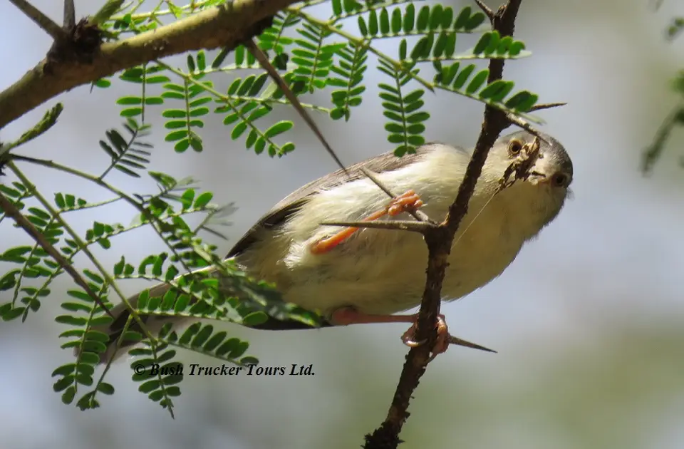 Buff-belliedWarbler.jpg
