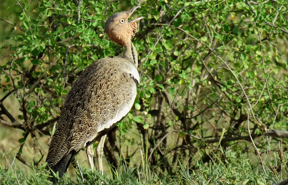 Buff-crestedBustard.jpg