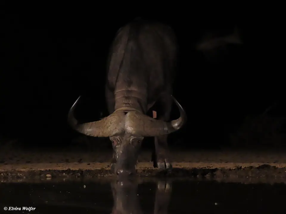 Buffalo-2.jpg