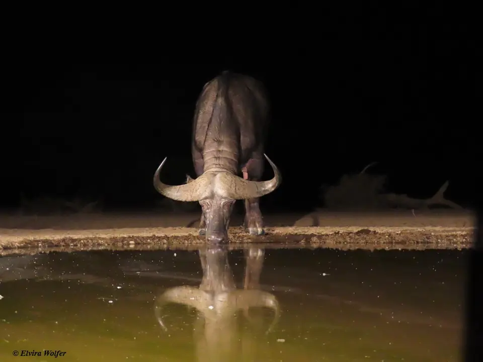 Buffalo2.jpg