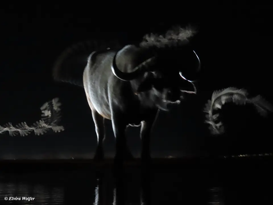 Buffalo3.jpg