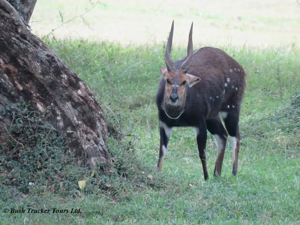 BushbuckmalACC.jpg