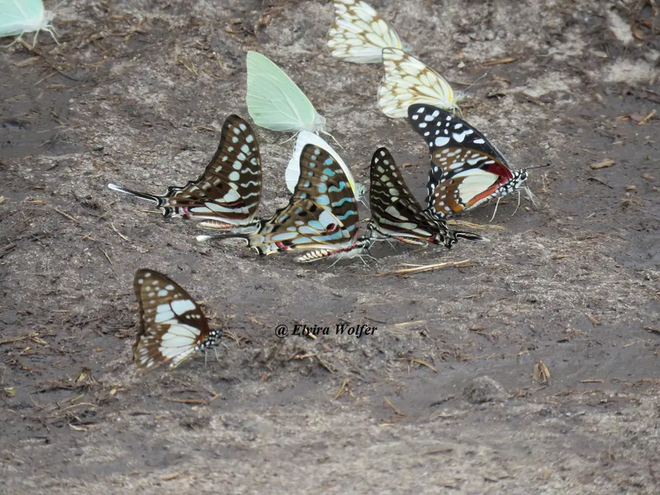 ButterfliesArabukoSokoke.jpg