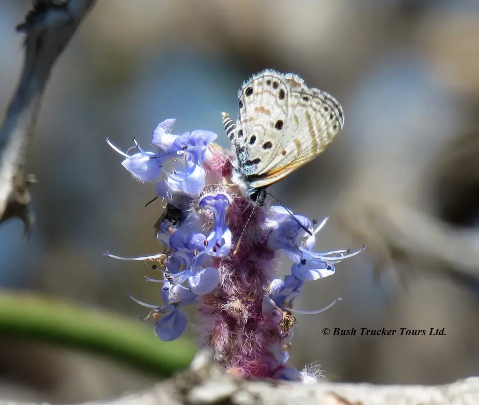 Butterfly.jpg