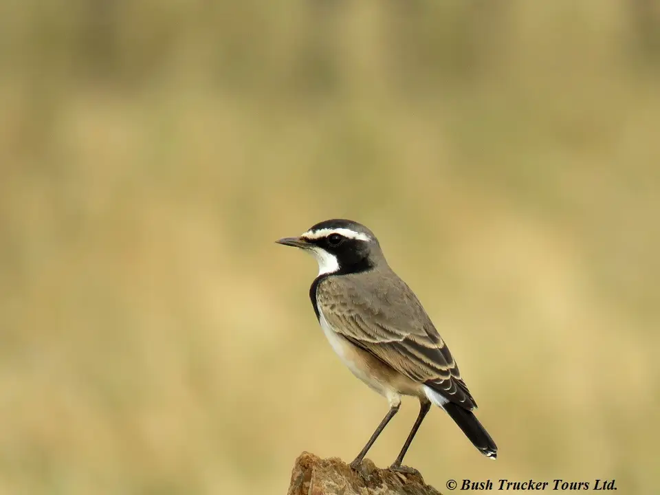 CappedWheatear.jpg