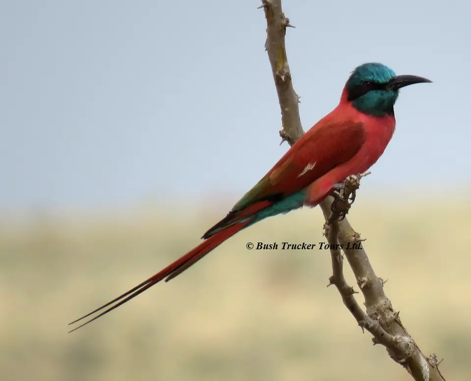 CarmineBeeeater.jpg