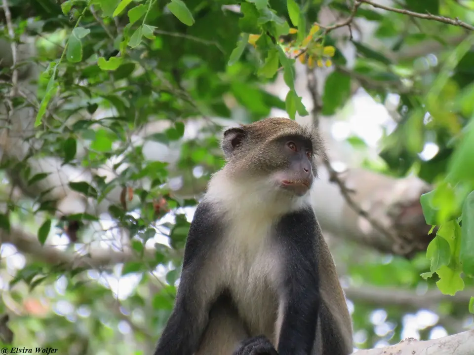 Cercopithecusmitialbogularis.jpg