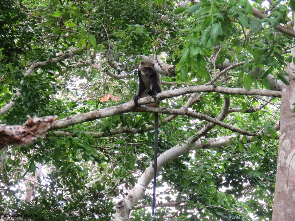 Cercopithecusmitialbogularis2.jpg