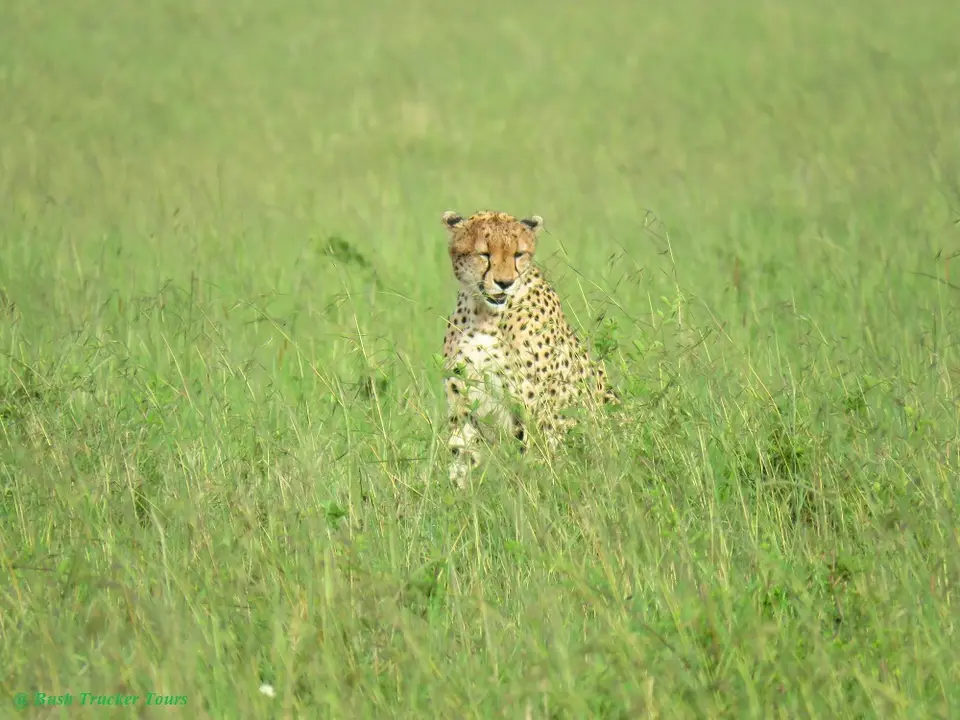 Cheetah1.jpg