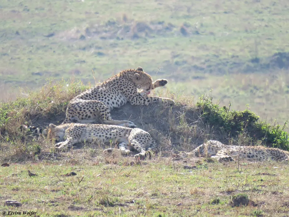 CheetahNashipai1.jpg