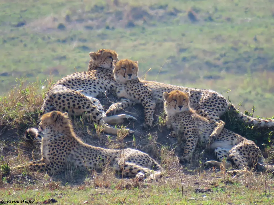 CheetahNashipai10.jpg