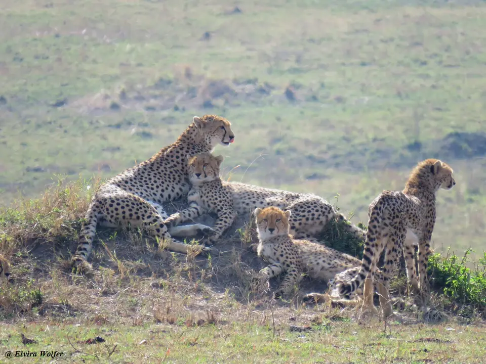 CheetahNashipai11.jpg
