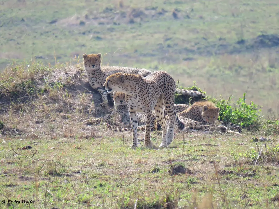 CheetahNashipai15.jpg