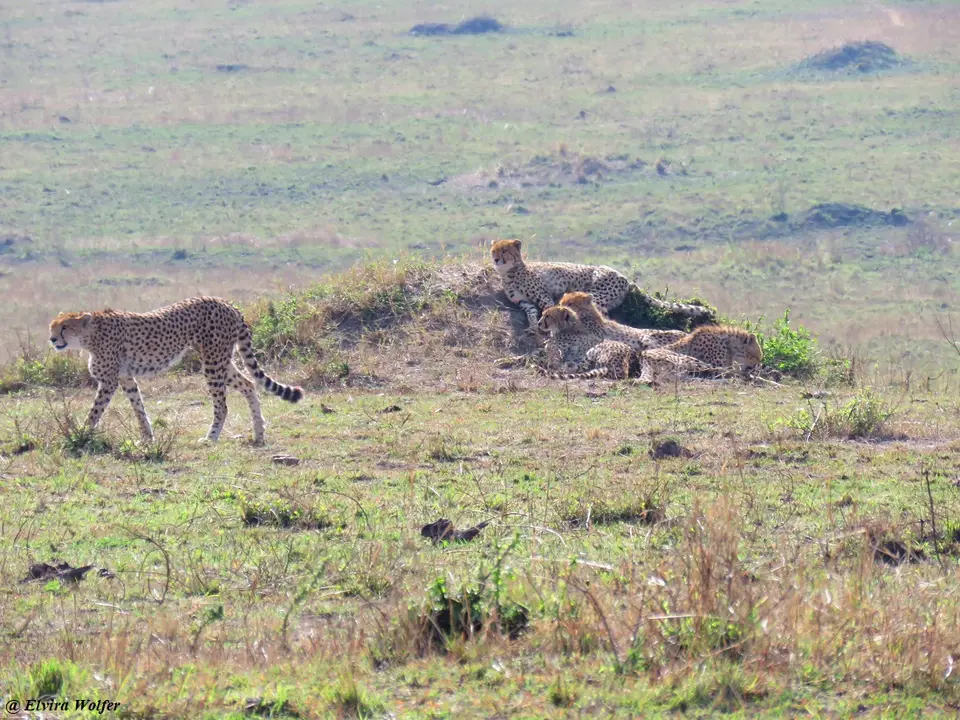 CheetahNashipai16.jpg