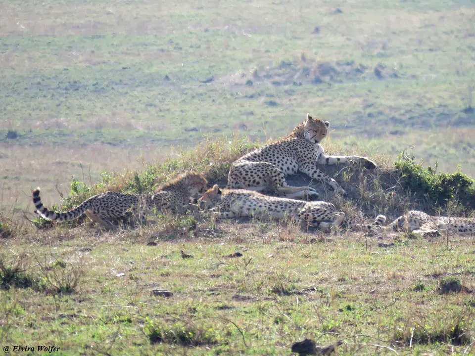 CheetahNashipai2.jpg