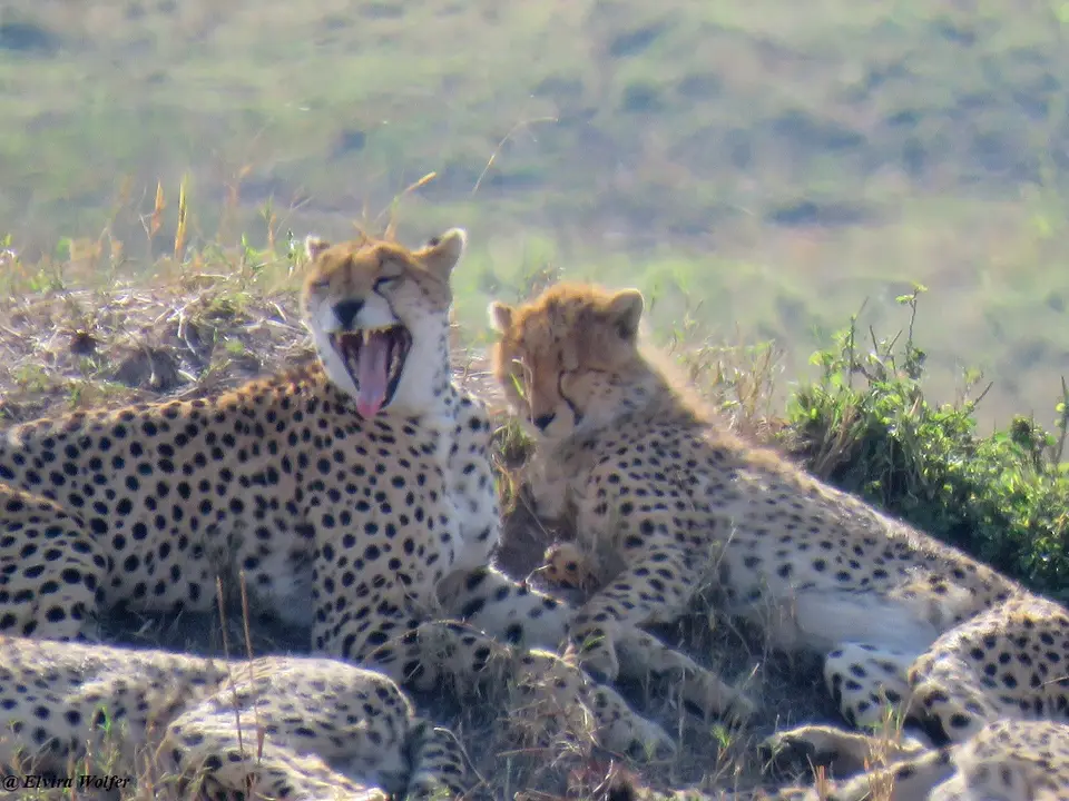 CheetahNashipai6.jpg