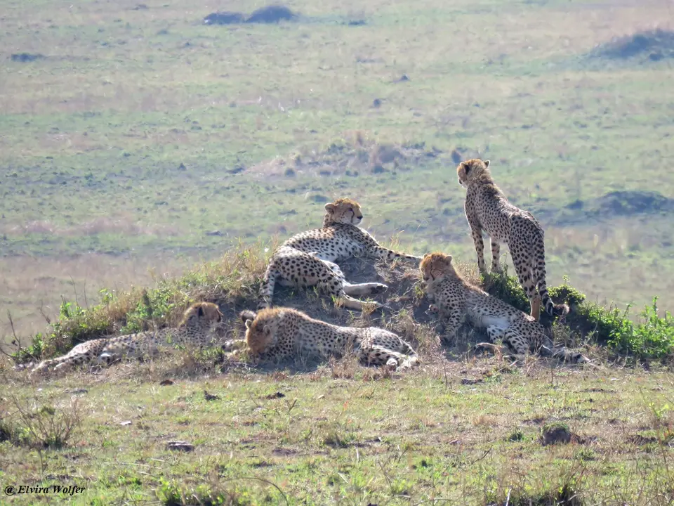 CheetahNashipai7.jpg