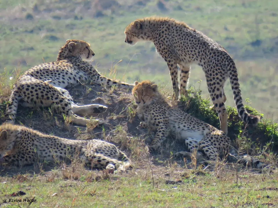 CheetahNashipai8.jpg